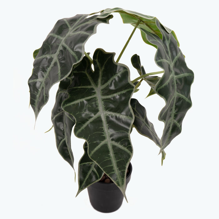 Flora Elefantøre 50 cm