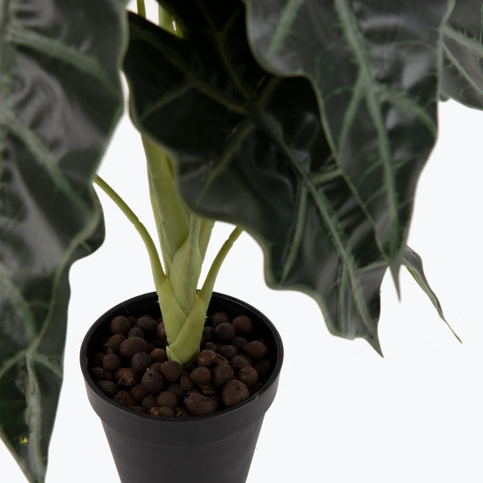 Flora Elefantøre 50 cm