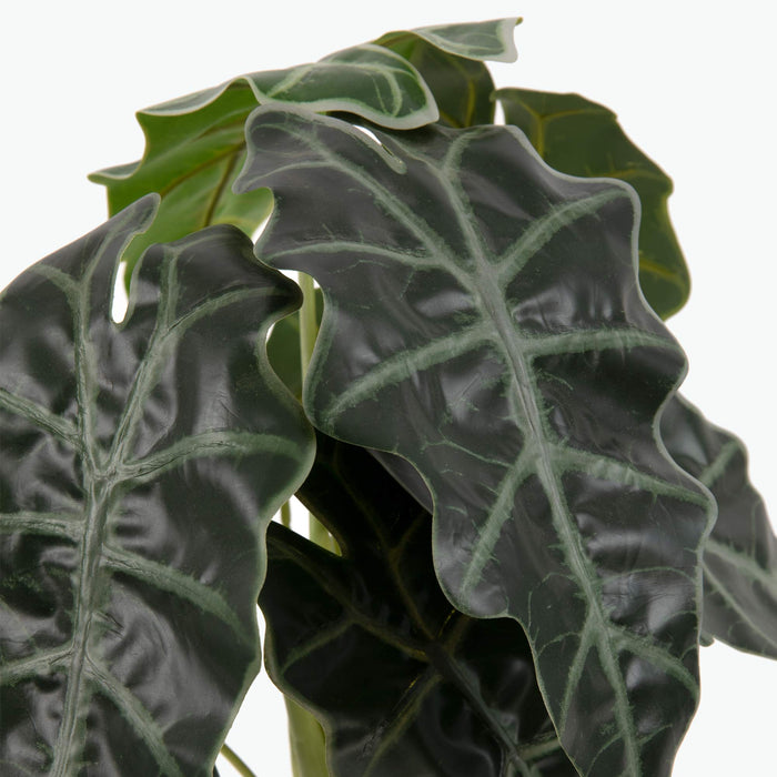 Flora Elefantøre 50 cm