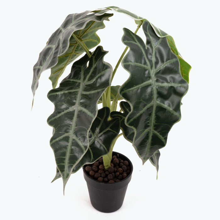 Flora Elefantøre 50 cm