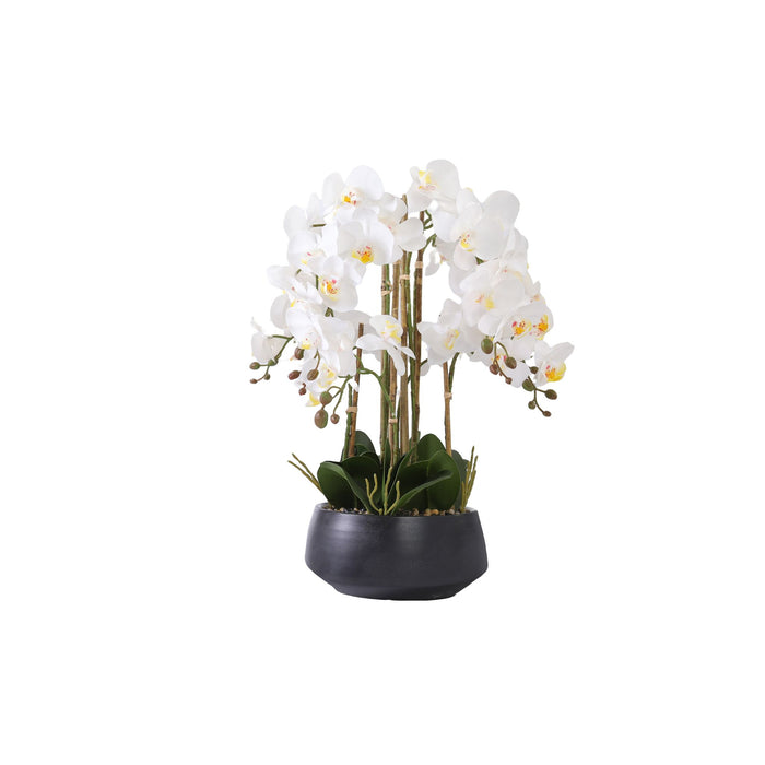 Orchid hvit 52 cm m/svart potte