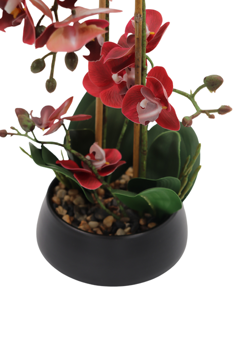 Orchid burgunder 47 cm m/svart potte