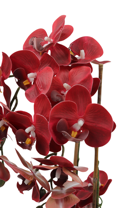 Orchid burgunder 47 cm m/svart potte