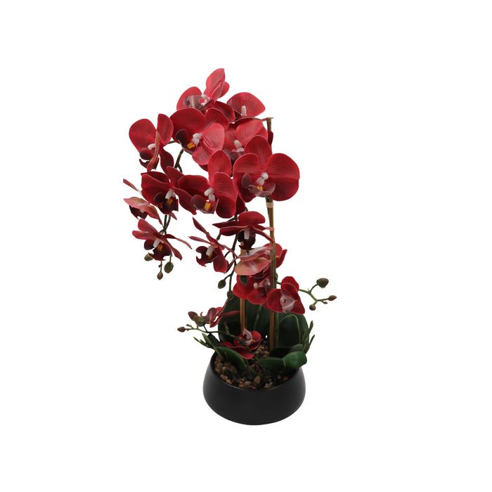 Orchid burgunder 47 cm m/svart potte