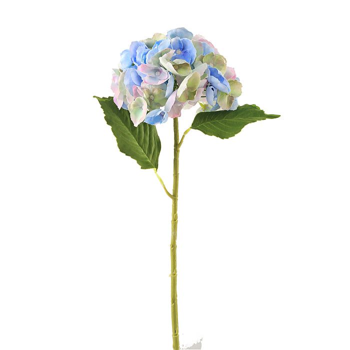 Hortensia blå 3 stk