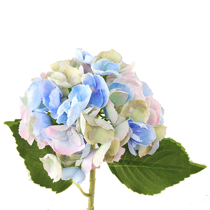 Hortensia blå 3 stk