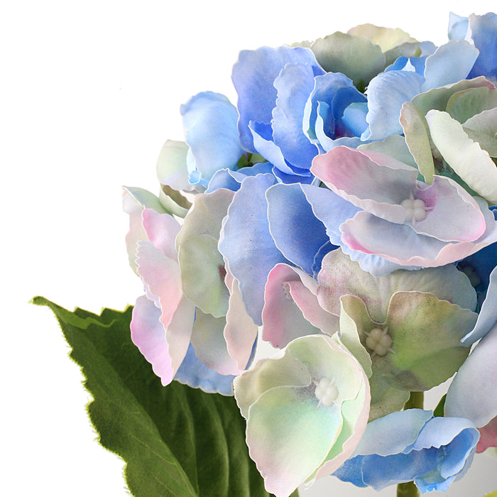 Hortensia blå 3 stk