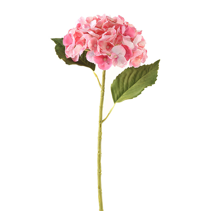 Hortensia rosa 3 stk
