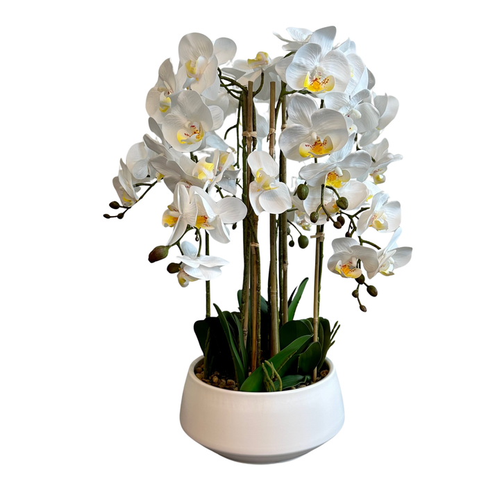 Orchid hvit 52 cm m/hvit potte
