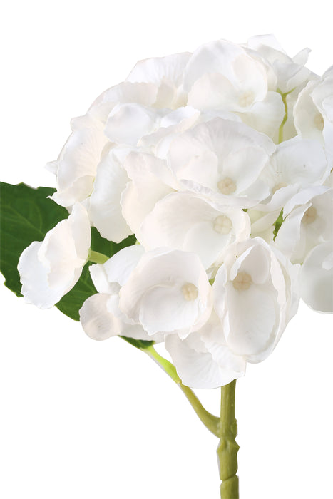 Hortensia hvit 3 stk