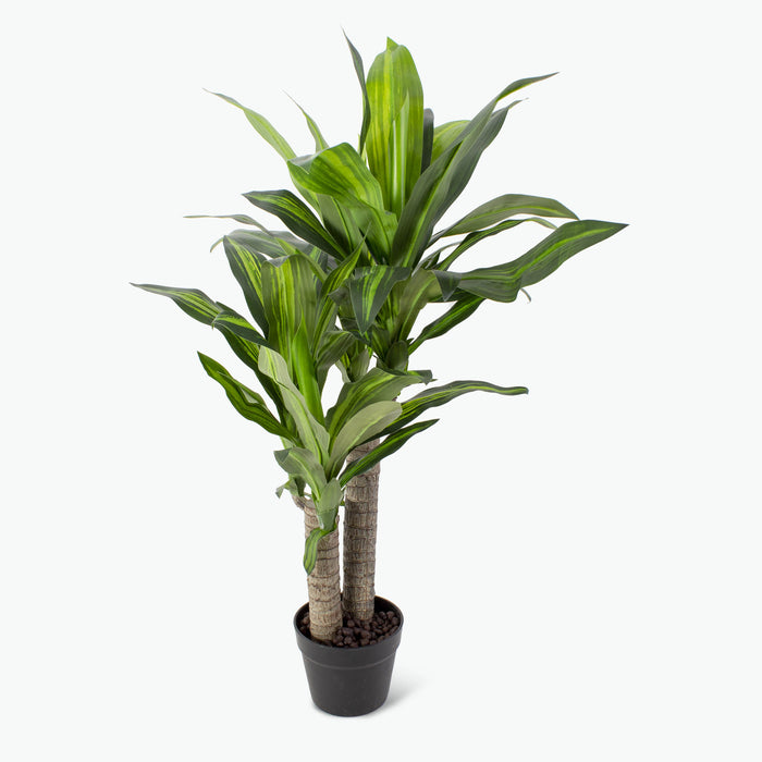 Flora Draketre H: 90 cm
